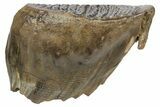 Fossil Woolly Mammoth Molar - Nice Preservation #235035-2